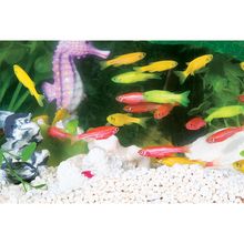 GloFish, Fluorescent Fish, Starfire Red, Living, Pack of 4