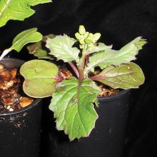 Wisconsin Fast Plants