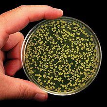 AP Biology Lab 6: Molecular Biology - Green Gene Colony Transformation Kit