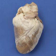Sheep Kidney