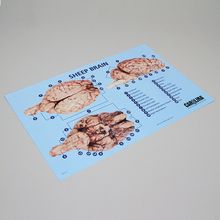 Carolina&trade; Brain Dissection Mat