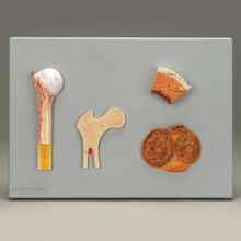 Human Bone Structures Model | Carolina.com