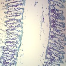 grantia longitudinal section