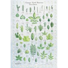 Leaf Identification Chart