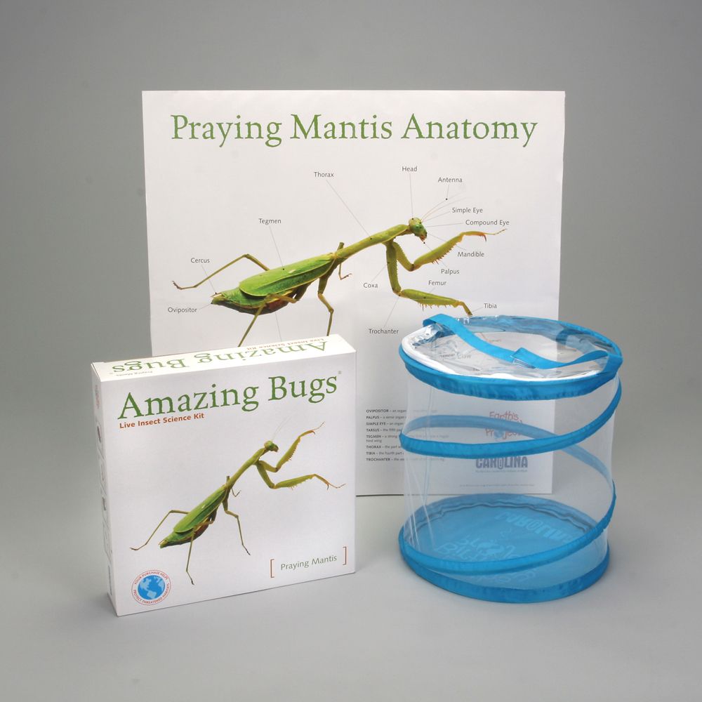 Praying Mantis Amazing Bugs® Kit (with egg case and fruit flies
