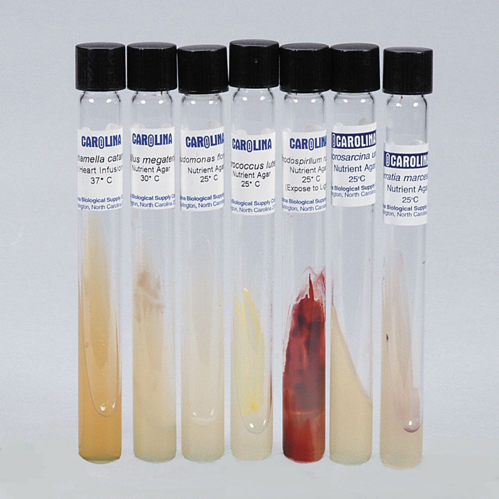 High School Bacteria Collection Set, Living