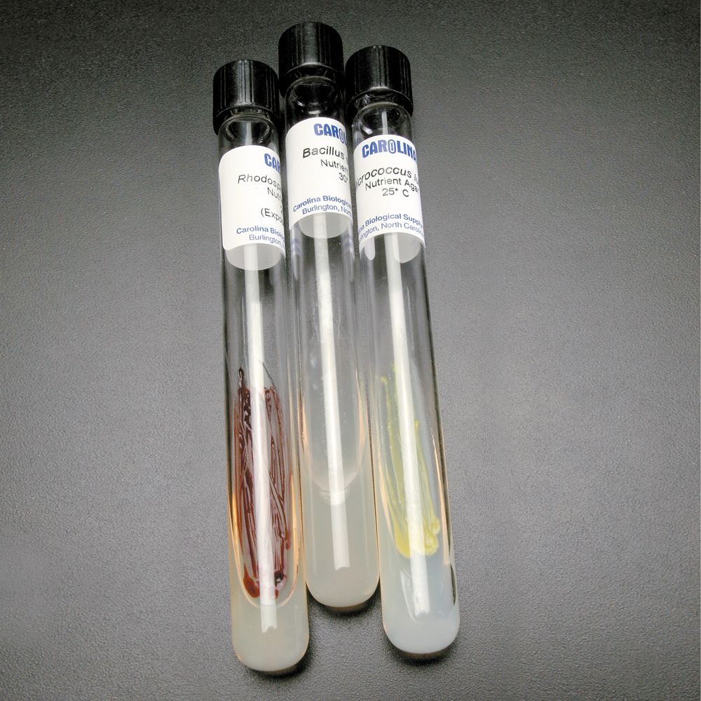 Introductory Bacteria Set, Living, Tube Cultures