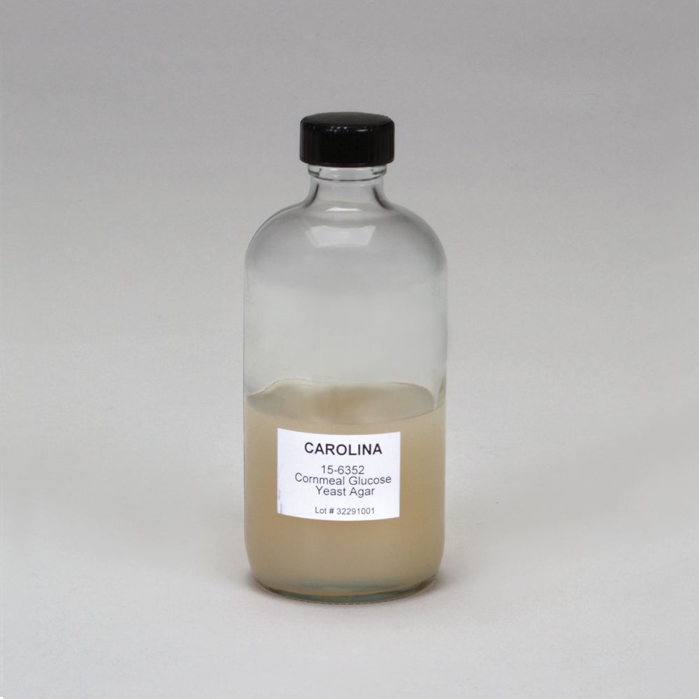 CornmealDextroseYeast (Sordaria) Agar, Prepared Media Bottle, 125 mL