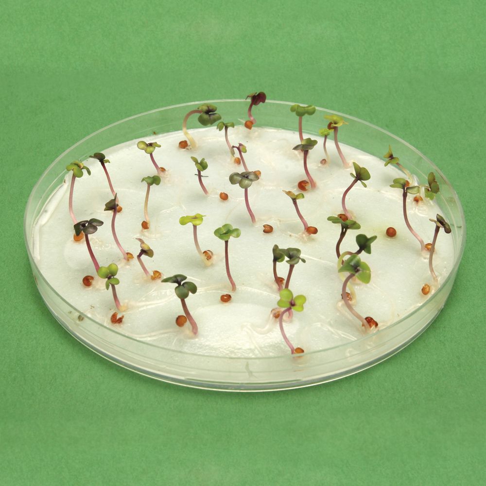 Brassica rapa (Wisconsin Fast Plants®), F2 YellowGreen Leaf Seed, Pack