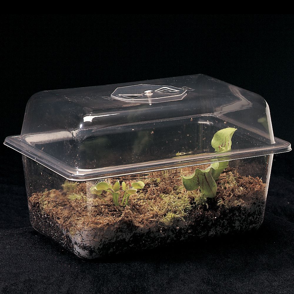 Carnivorous Plant Terrarium