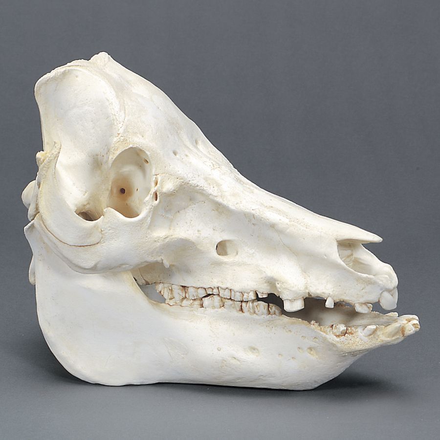 Pig Skull, Plastic