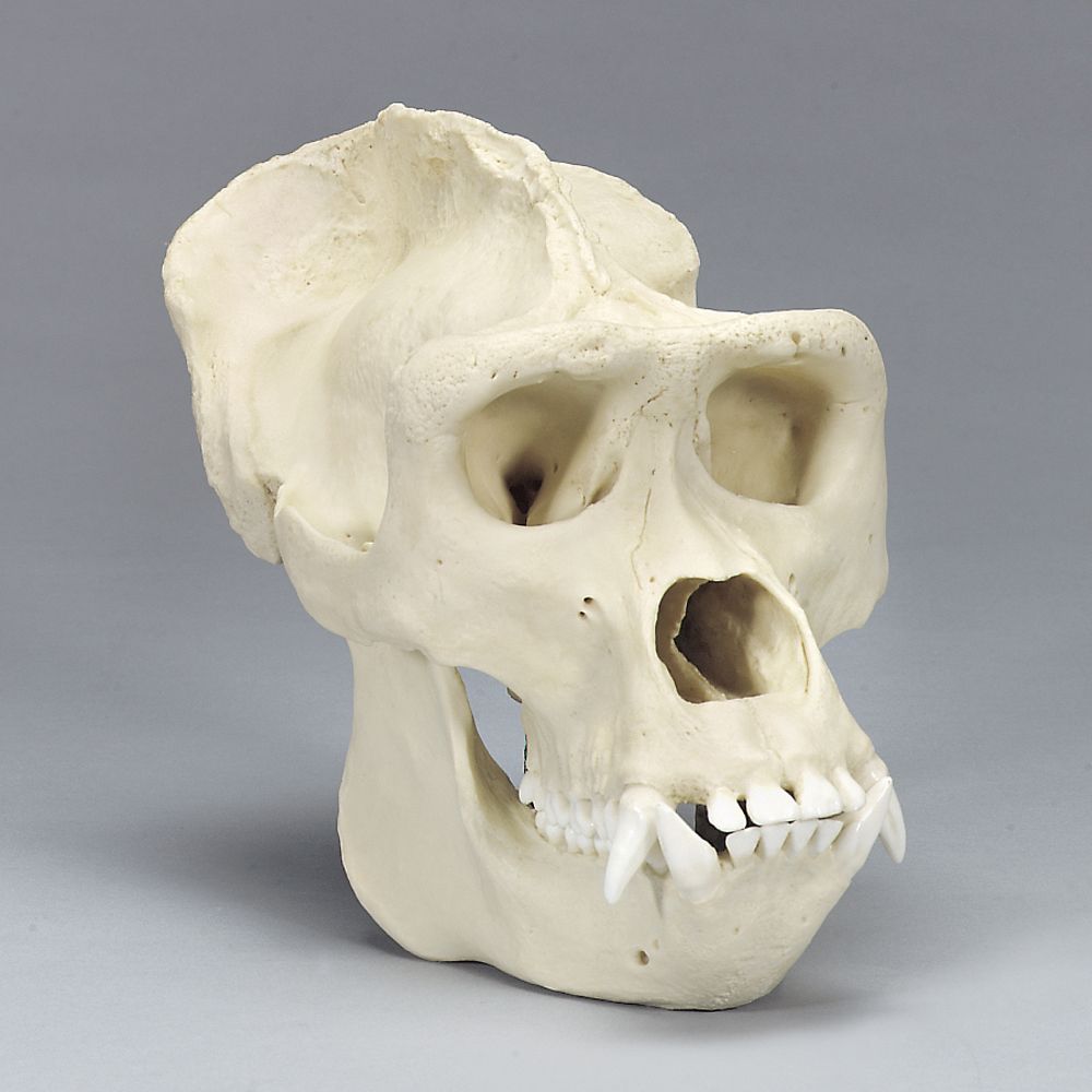 Bone Clones Gorilla Skull, Adult Male | Carolina.com