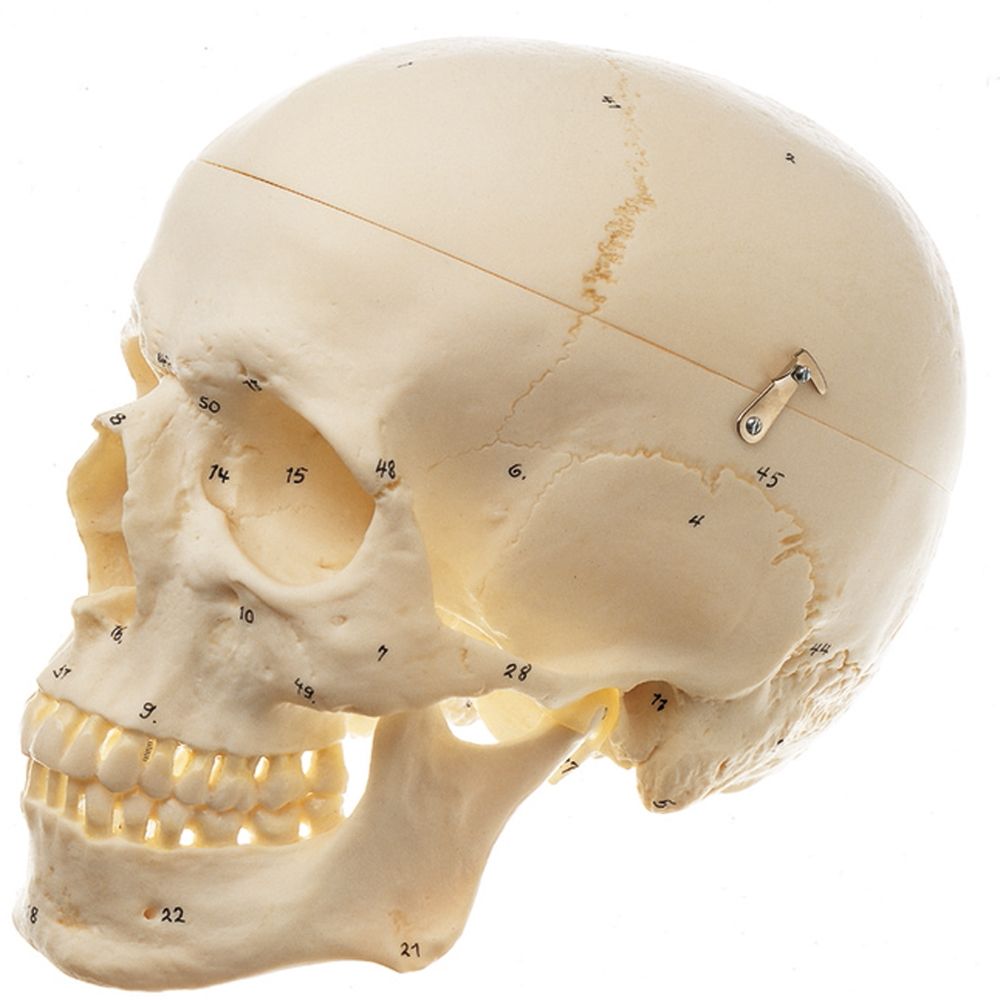 Human Male Skull, Bones Number Coded, Plastic