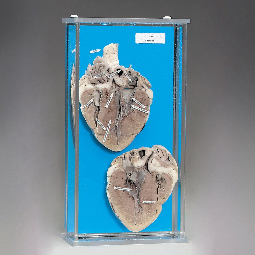 Bisected Mammal Heart Biosmount