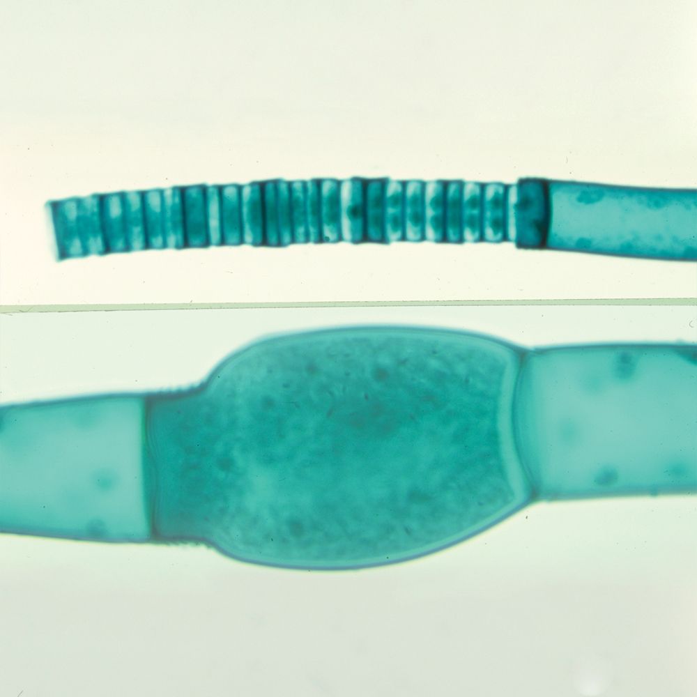 Oedogonium Macrandrous, w.m. Microscope Slide