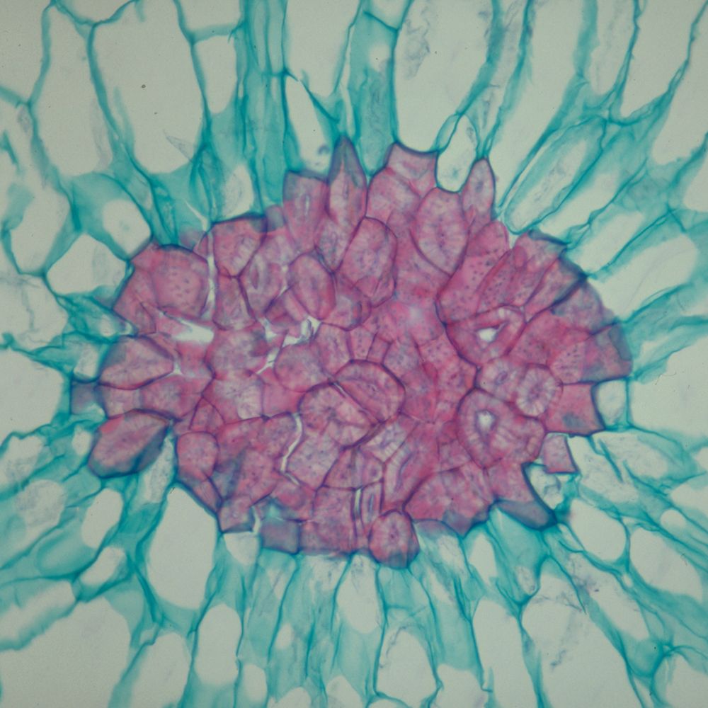 Fruit fly genetics lab report