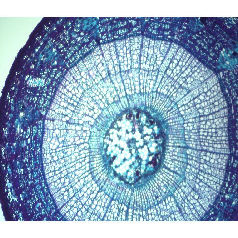Basswood Stem Combination, c.s., 12 ??m Microscope Slide