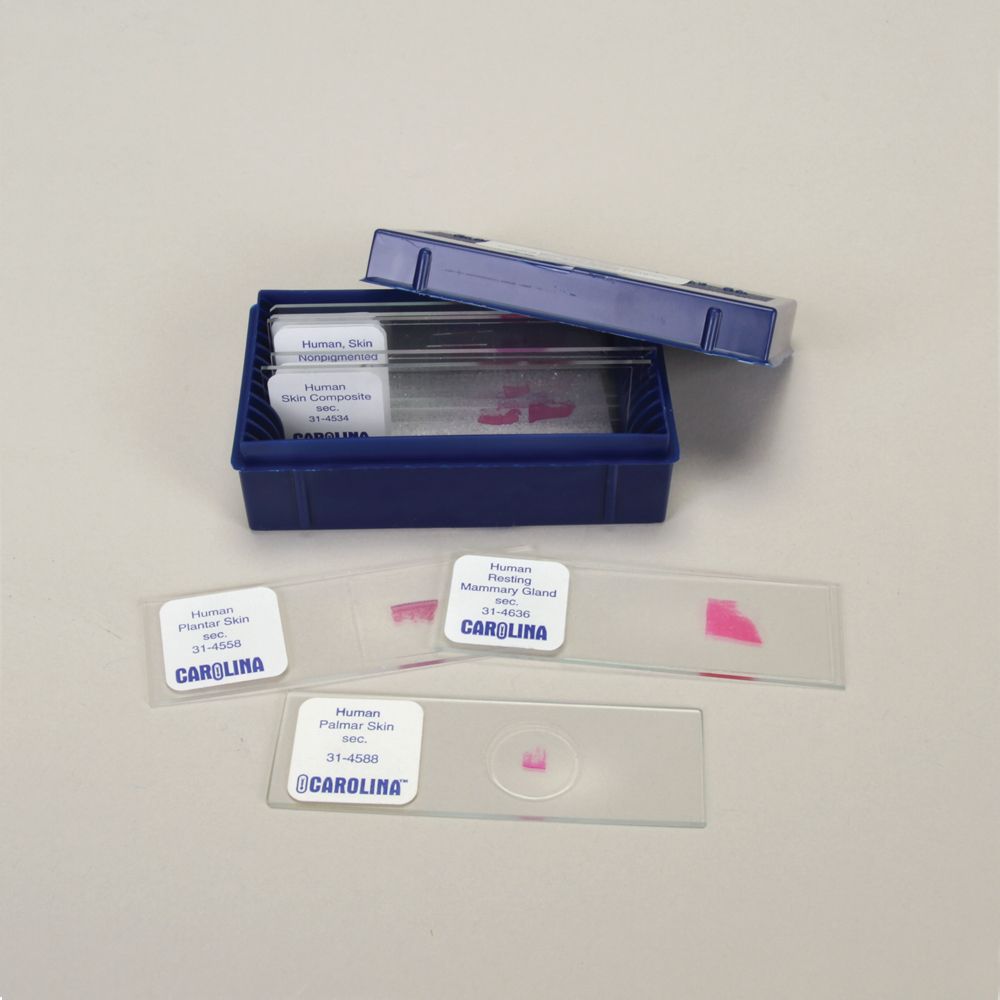 Types of Skin Microscope Slide Set
