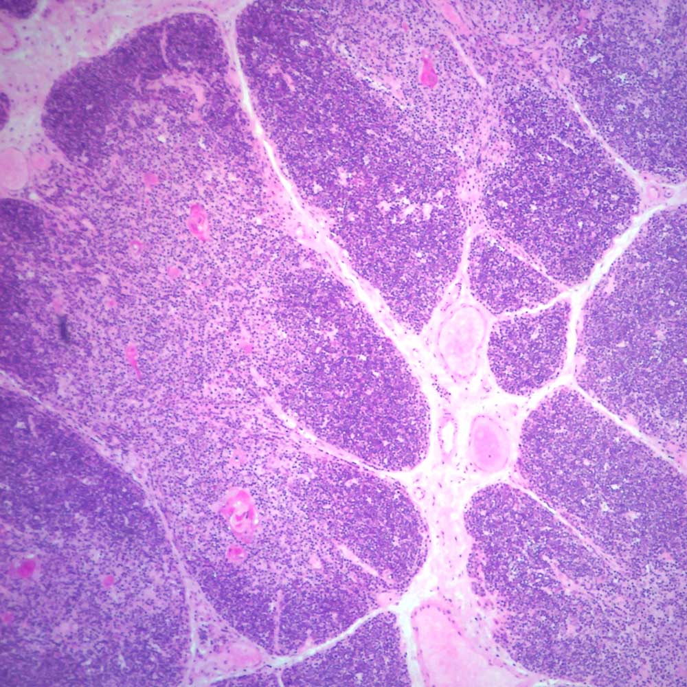 Human thymus, sec. Thin Microscope Slide