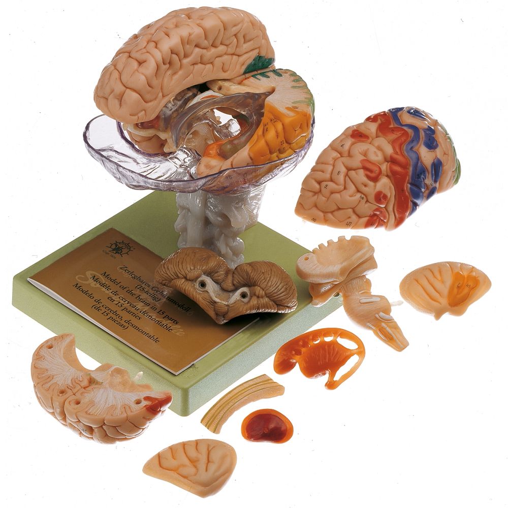 Somso Human Brain with Cortical Functional Centers Model