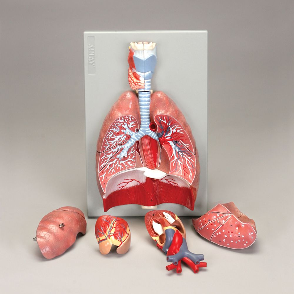 Altay Human Respiratory System Model, 7-parts | Carolina.com atmospheric circulation diagram 