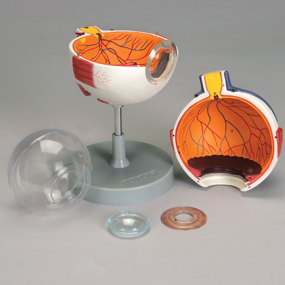 Altay Human Eye Model