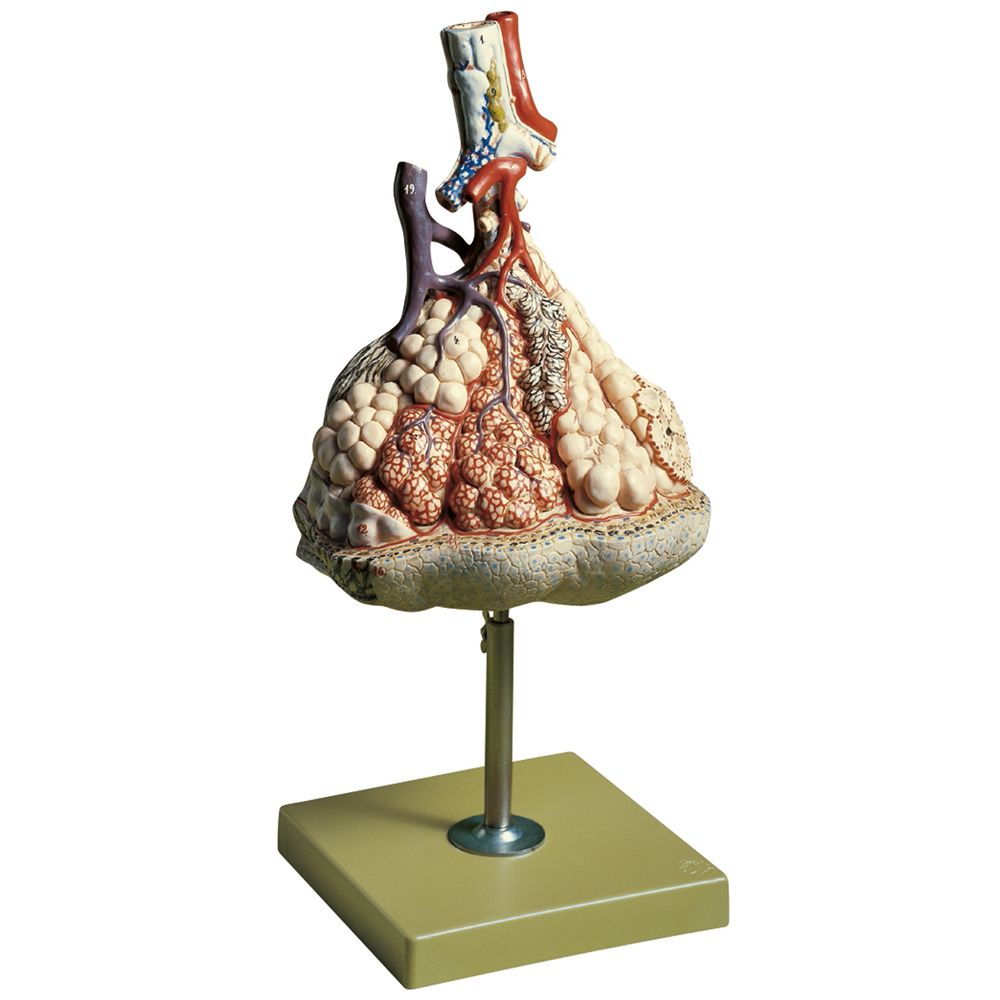 Somso Human Lung Model