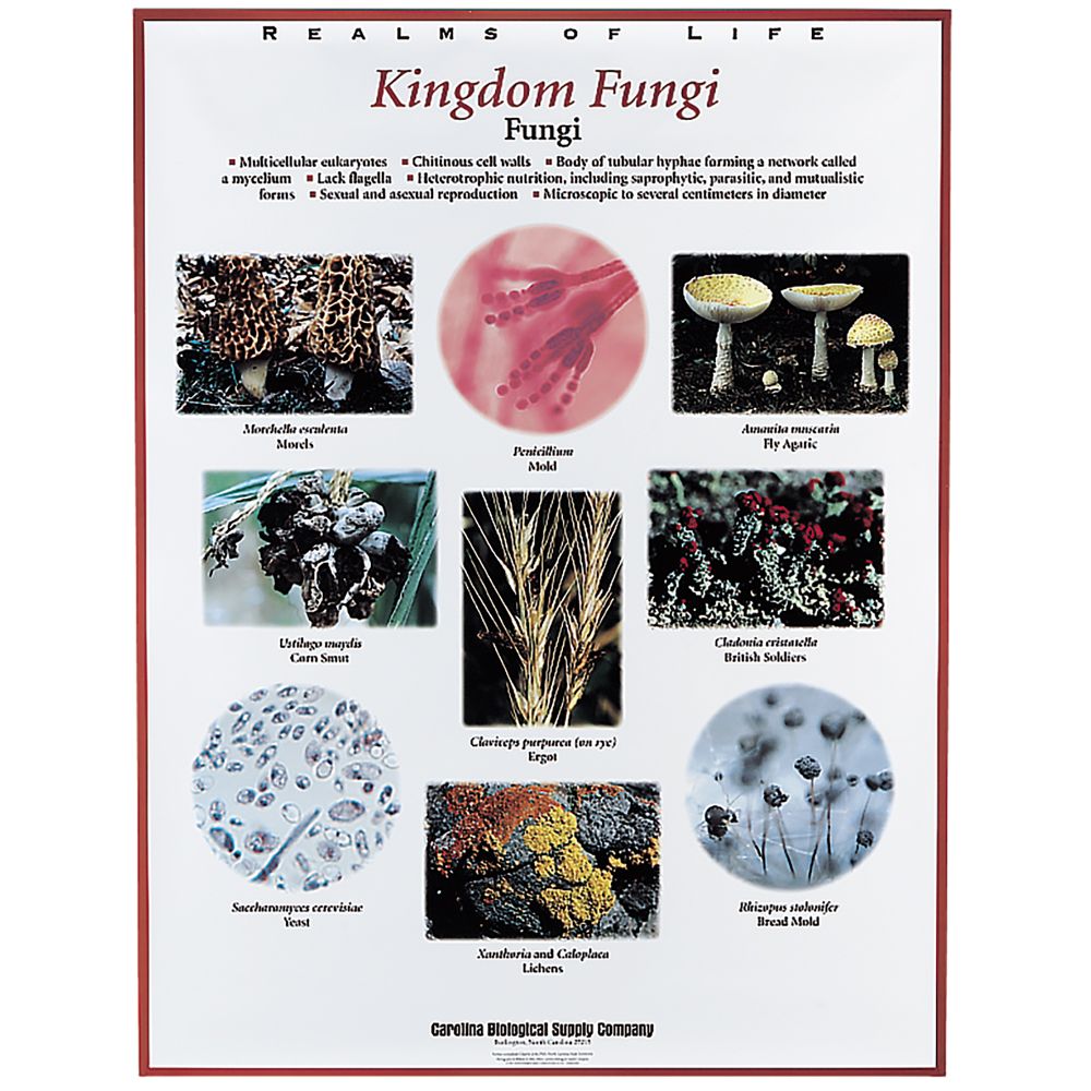 fungi carolina 39 s realms of life chart carolina com blood typing chart