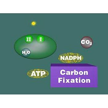 Bio Ap Photosynthesis Lab Answers