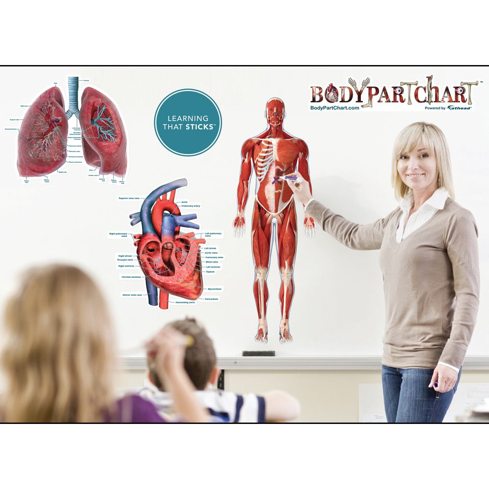 SelfAdhesive Human Anatomy BodyPartCharts™