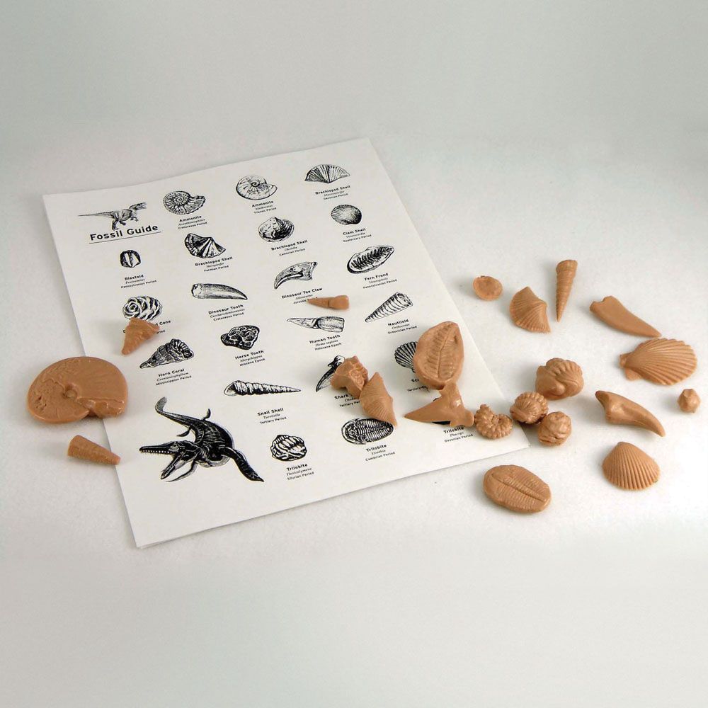 Fossil Kit, 21 piece