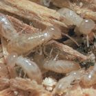 Termites Soldiers And Workers