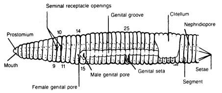 Worksheets Earthworm Dissection Worksheet earthworm dissection guide carolina com once you have observed the structures of dispose specimen in accordance with local guidelines and your teachers instructions