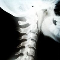 Kids, Giraffes, and Neck Bones | Carolina.com