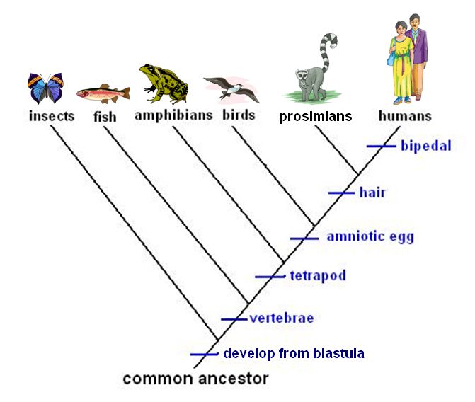 Simplified cladogram. Copyright 2011 Jupiterimages Corporation