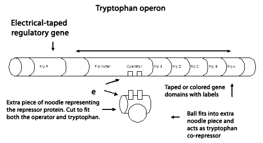 Modeling Prokaryotic Operons