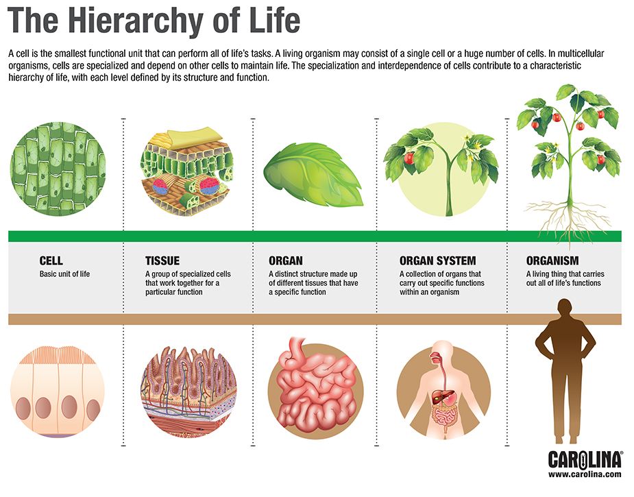 Infographic: The Hierarchy of Life | Carolina.com