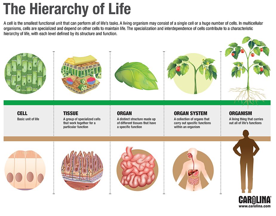 Infographic: The Hierarchy of Life