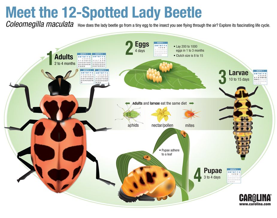 Infographic - Meet the 12-Spotted Lady Beetle