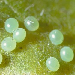 Teach Life Cycles with the Tobacco Hornworm | Carolina.com