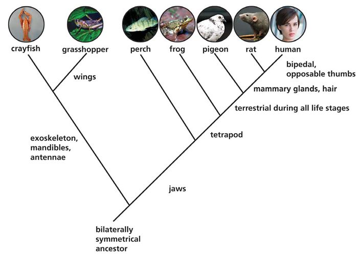 Figure 1   Studying classifications with cladograms.