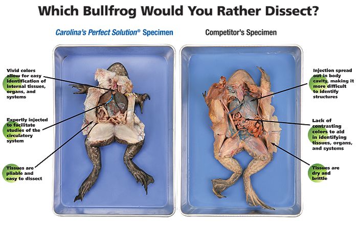 Carolina's Perfect Solution Bullfrogs vs the Competition