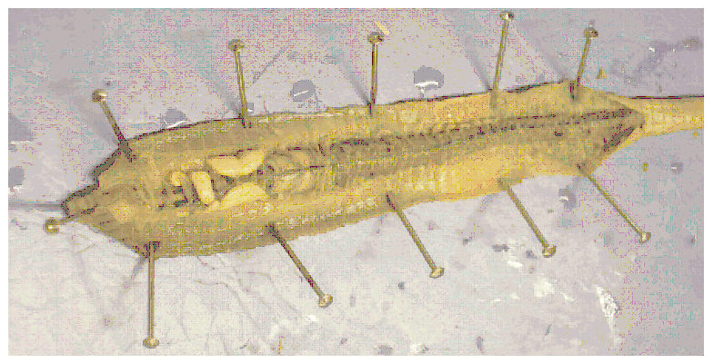 earthworm dissection specimens hook into earthworm anatomy carolina earthworm dissection specimens hook into earthworm anatomy carolina