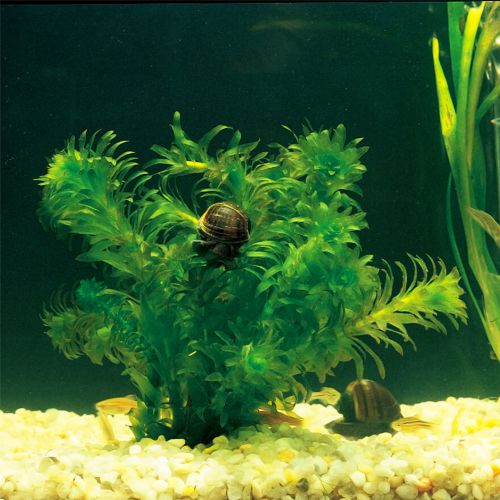 Aquatic Plants Carolina Biological Supply