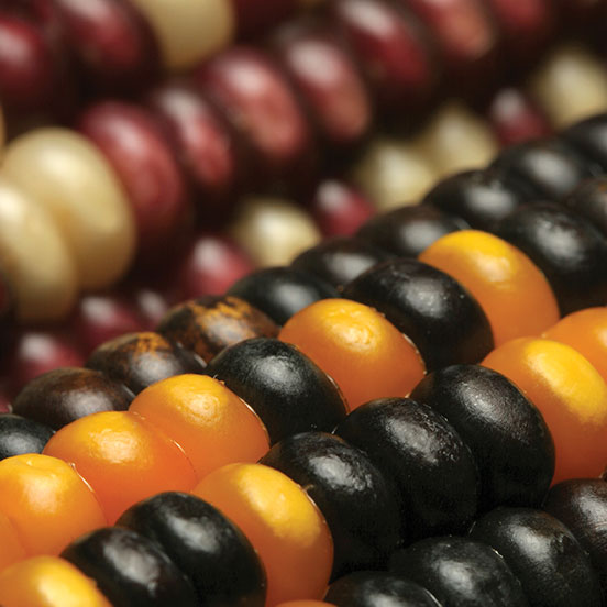 Corn as an Introduction to Mendelian