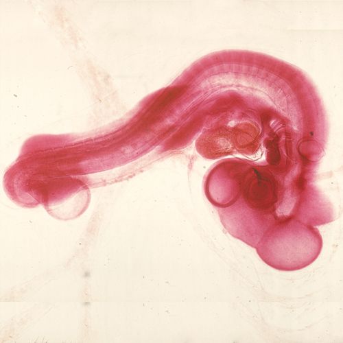 Embryon Microscope Genetics & Embryology Microscope Slides | Carolina Biological Supply