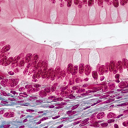 Histology Microscope Slides Carolina Biological Supply