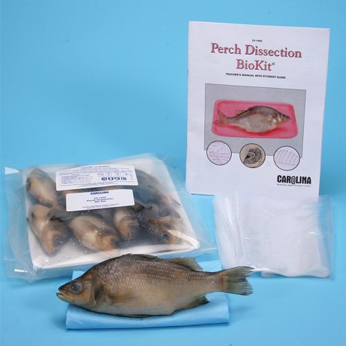 thumbnail image 2 of S Young Scientist Earthworm Dissection Kit 2 of 12