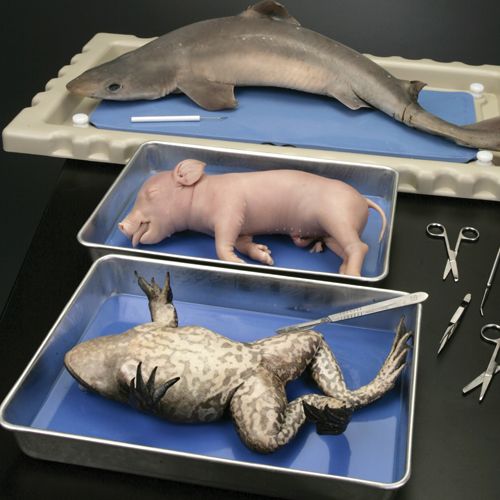 Perfect Solution MeaningKosh