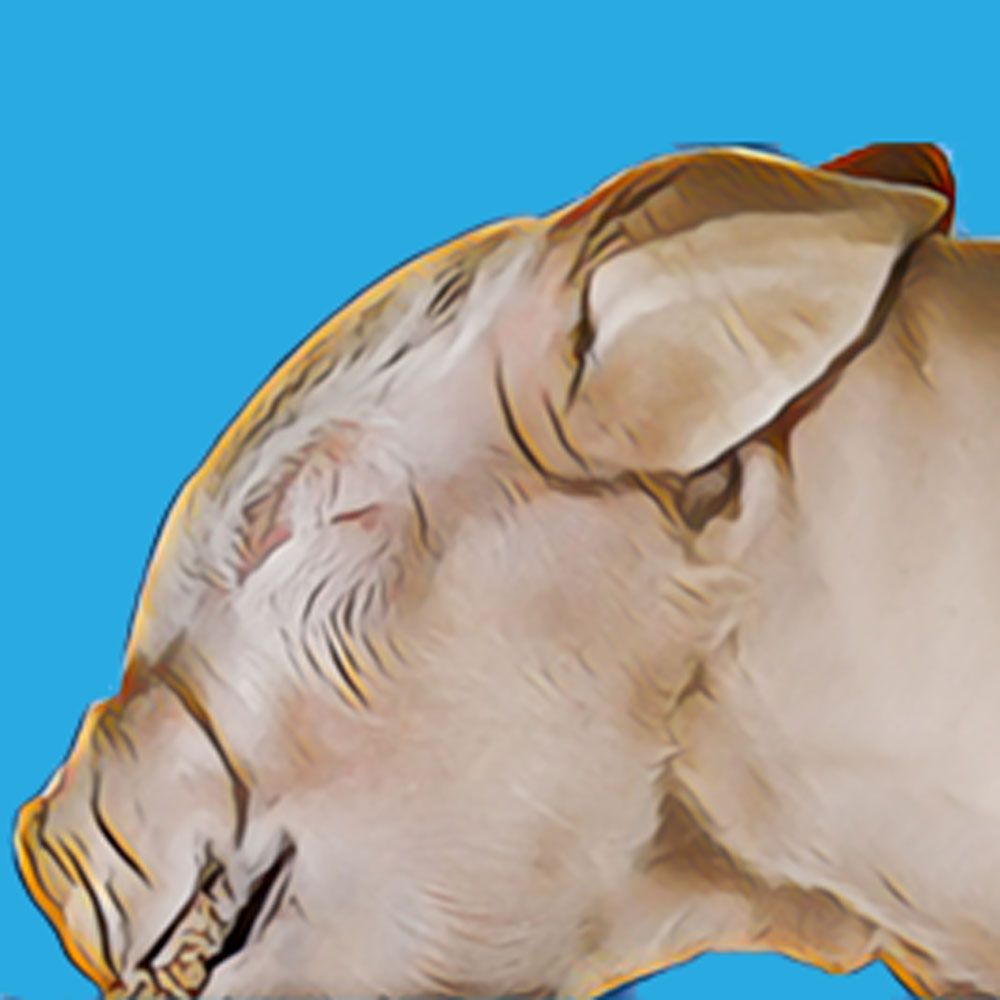 Fetal Pig Dissection Diaphragm